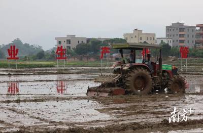 電白建設(shè)千畝農(nóng)業(yè)生產(chǎn)托管服務(wù)示范基地，全力當(dāng)好農(nóng)民“田保姆”